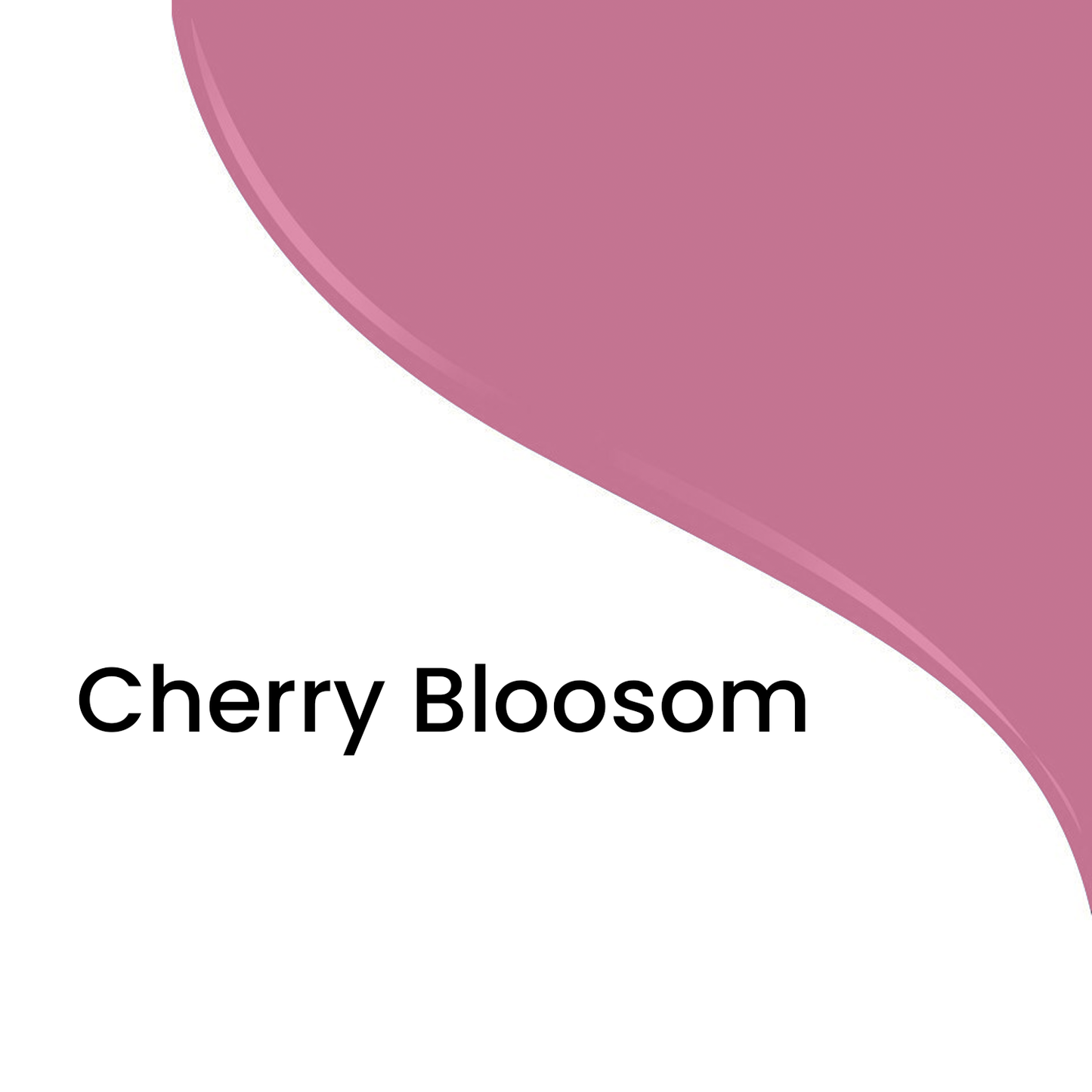 Cherry Blossom