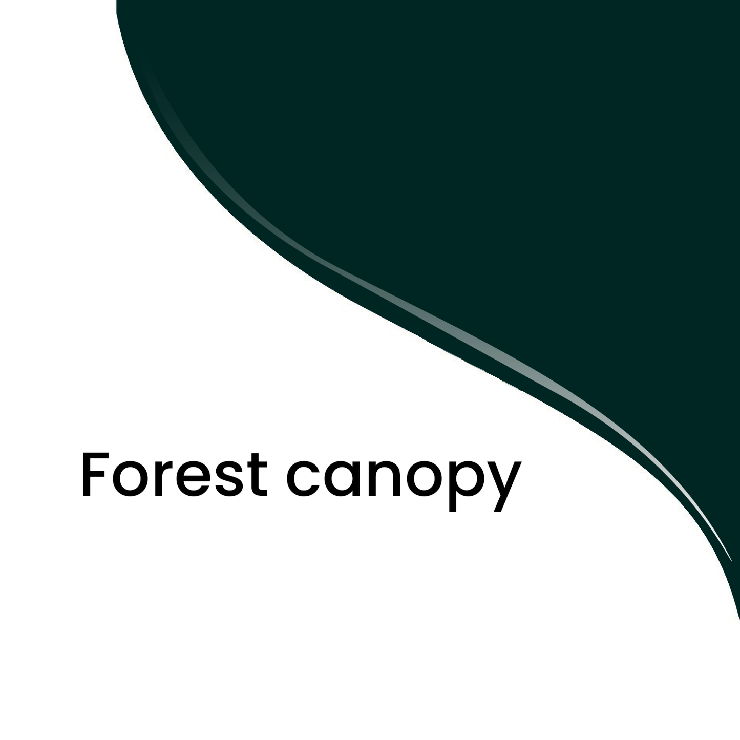 Forest Canopy